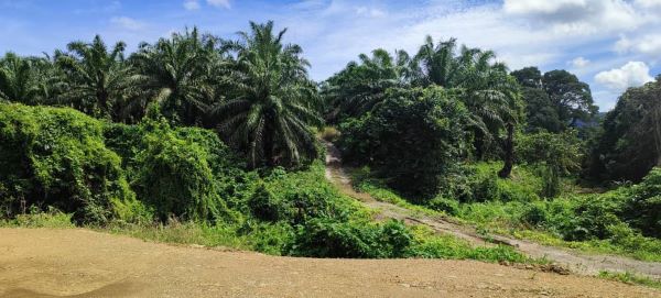 An 10.210 acs Agricultural Land with Oil Palm Tree